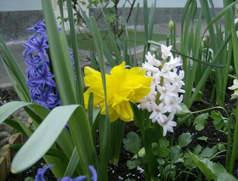 Il Giardino Delle Farfalle Valgioie Екстериор снимка