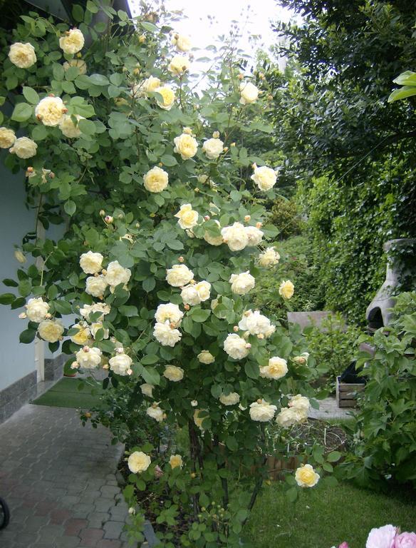 Il Giardino Delle Farfalle Valgioie Екстериор снимка